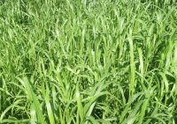 PIPER Sorgho multicoupes Sudan grass